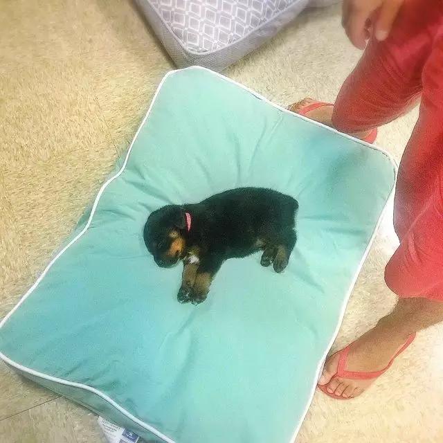 宠物宝宝能有多可爱,超萌小宠物萌到你的心都融化