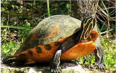 新手养龟的小知识,养水龟需要用什么水好