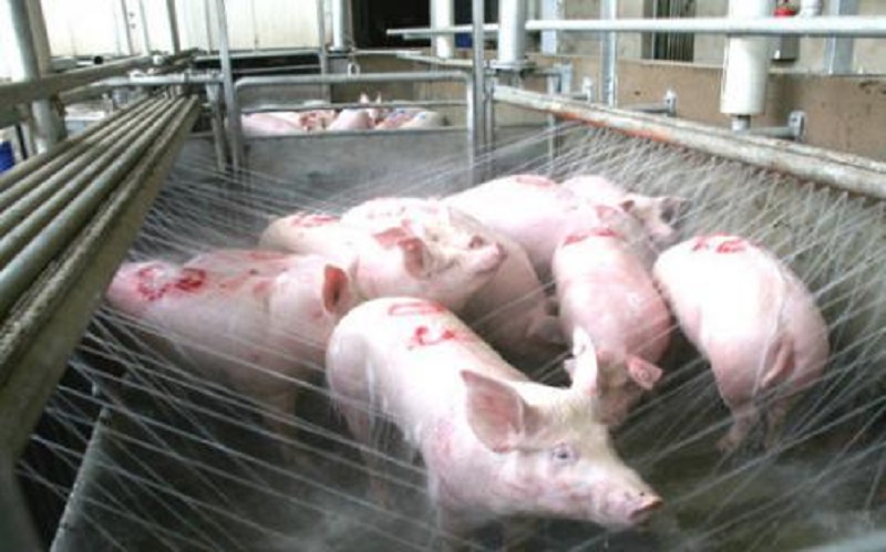 生猪屠宰场涉食品安全案件,猪肉类食品安全事件案例