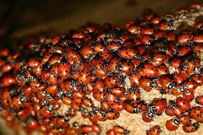 冬眠过冬动物,冬眠动物连连看