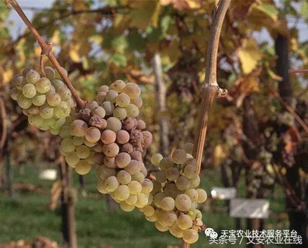 草莓灰霉病图谱及防治,黄皮果灰霉病图谱