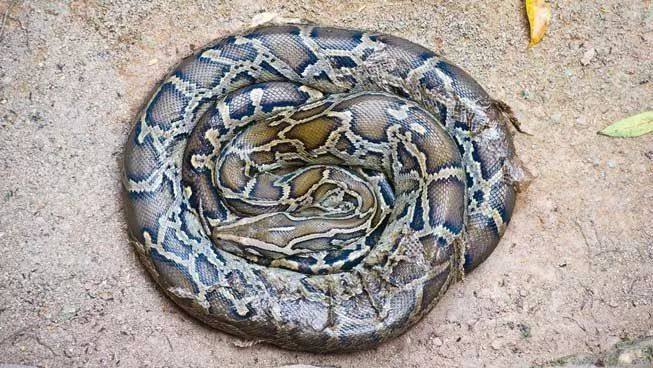 冬眠过冬动物,冬眠动物连连看