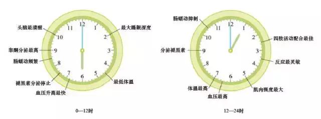生物钟机理的重要生物学意义,科学家研究发现人体生物钟机理