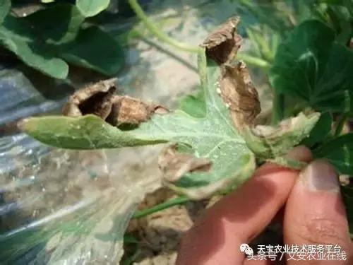 草莓灰霉病图谱及防治,黄皮果灰霉病图谱