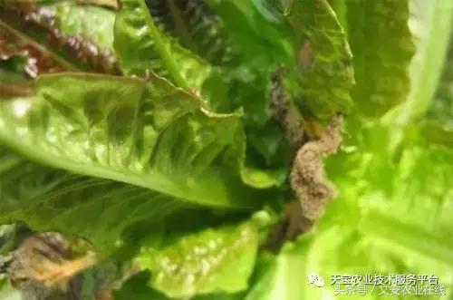 草莓灰霉病图谱及防治,黄皮果灰霉病图谱