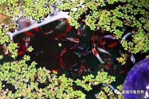 泰国斗鱼幼鱼喂什么,泰国斗鱼繁殖公鱼奇怪表现