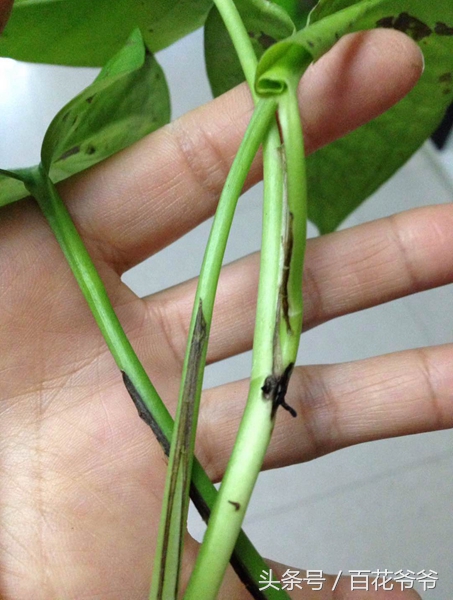 绿萝黄叶死养才能更旺盛,绿萝叶子发黄和根部发黑怎么办呢