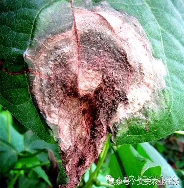 草莓灰霉病图谱及防治,黄皮果灰霉病图谱