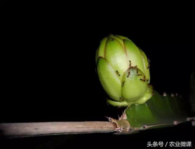 蚂蚁防治的有效方法,如何防治蚂蚁虫害的方法