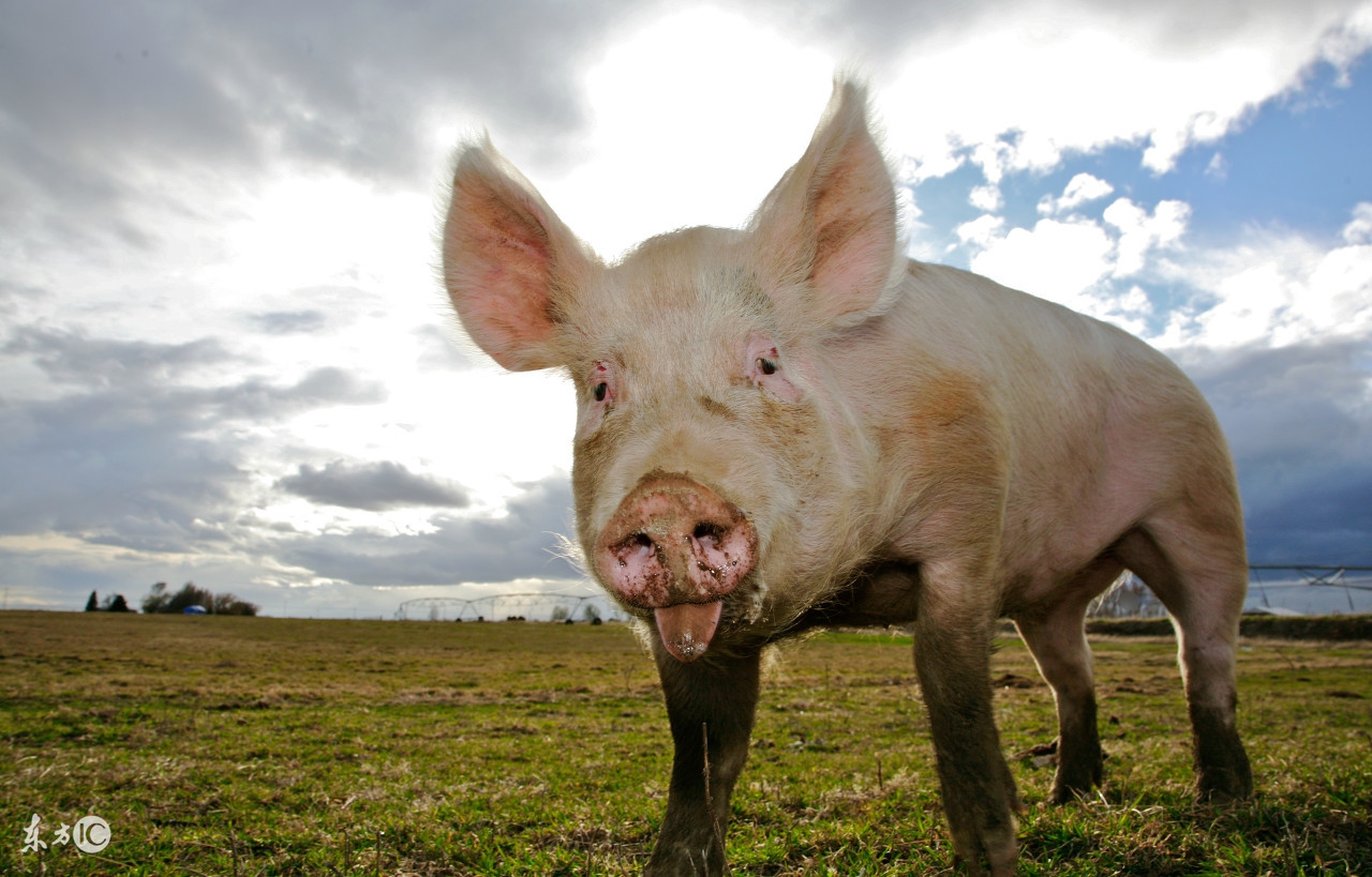 育肥猪脱肛了怎么办？学会这招，自己也能当兽医