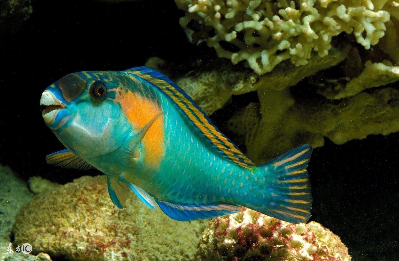 海鱼离开海水会死吗,为什么海鱼在淡水不能活