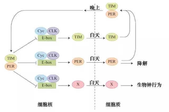 生物钟机理的重要生物学意义,科学家研究发现人体生物钟机理