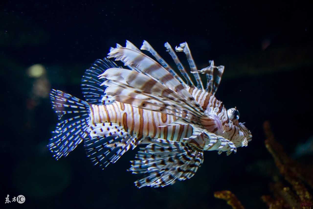 海鱼离开海水会死吗,为什么海鱼在淡水不能活