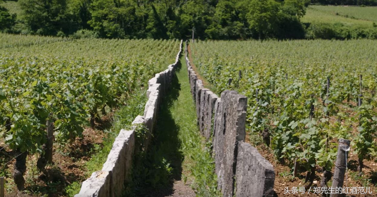 读懂美国红酒酒标,法国红酒品牌酒标大全