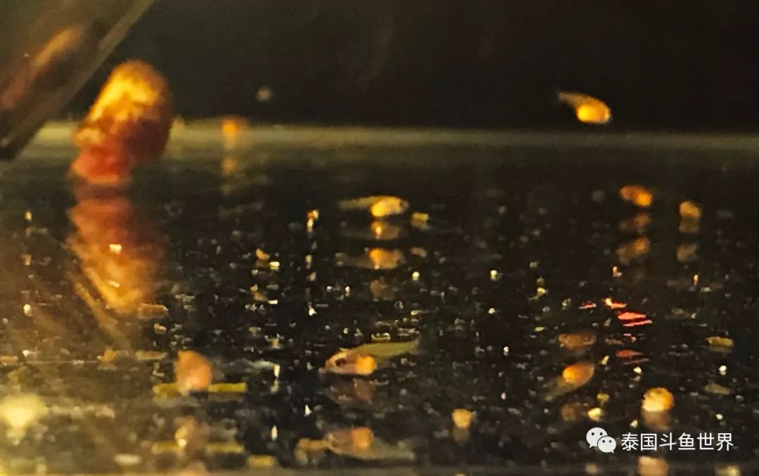 泰国斗鱼幼鱼喂什么,泰国斗鱼繁殖公鱼奇怪表现