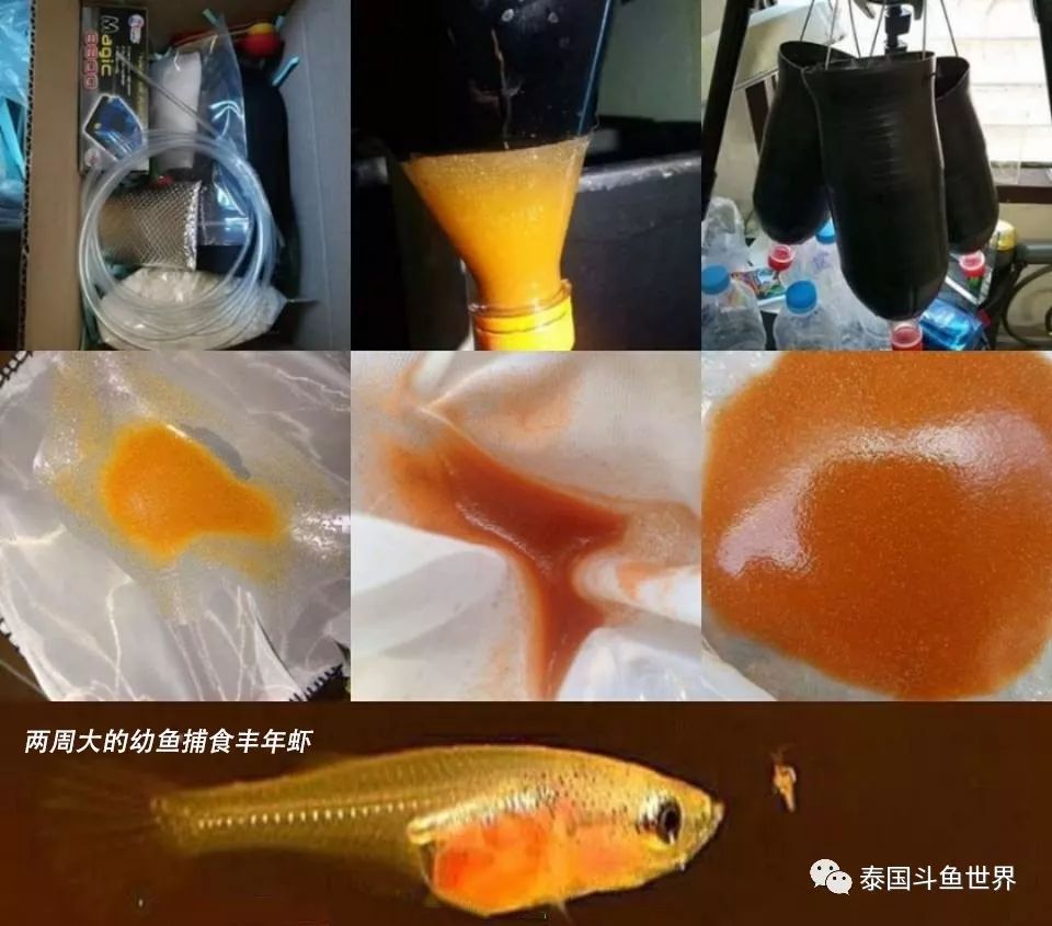 泰国斗鱼幼鱼喂什么,泰国斗鱼繁殖公鱼奇怪表现