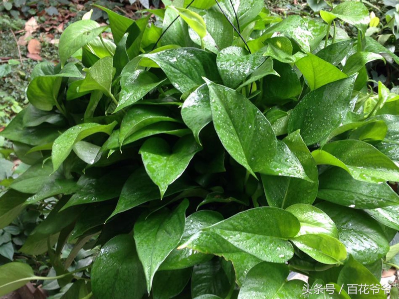 绿萝黄叶死养才能更旺盛,绿萝叶子发黄和根部发黑怎么办呢