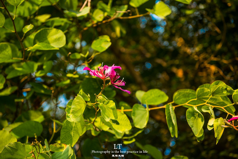 这里铁树开花是家常便饭，还有穿白色V领服的贪吃黑熊