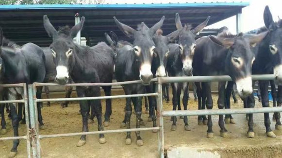 德州驴养殖技术及价格,养殖德州驴的前景如何