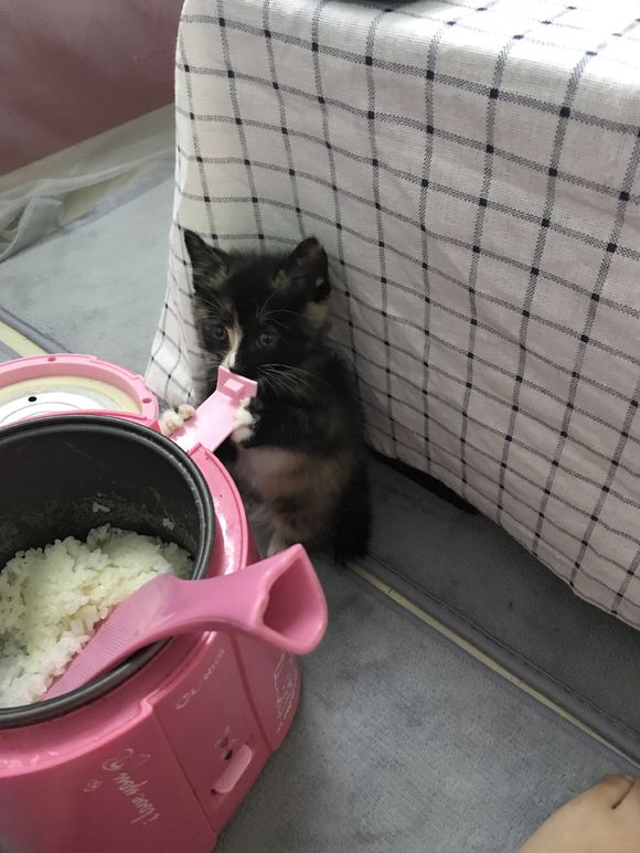 去花鸟市场买1厘米宠物,去宠物市场买了一只50元的小猫