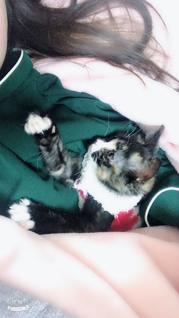 去花鸟市场买1厘米宠物,去宠物市场买了一只50元的小猫