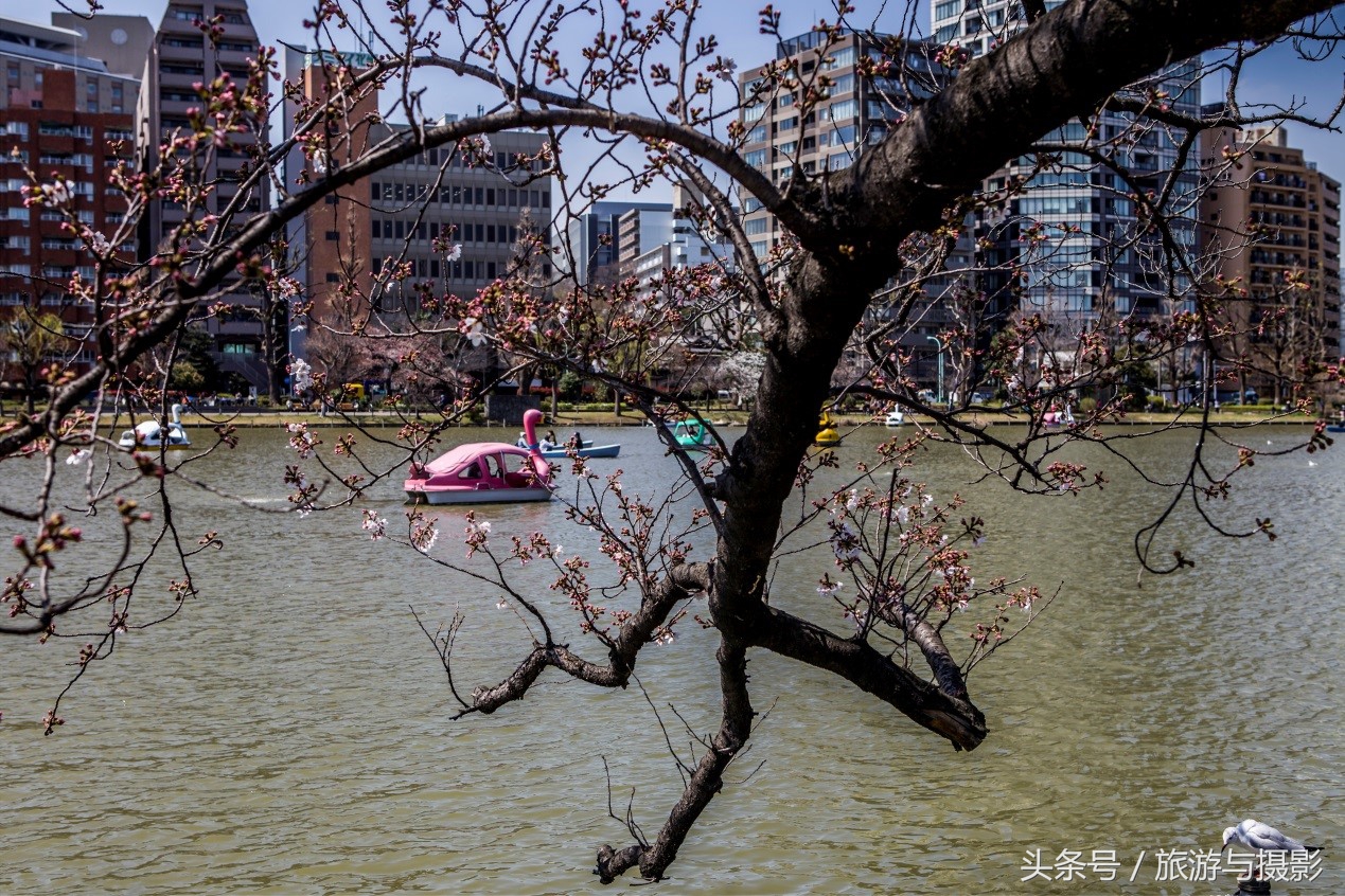 布拉格走马观城,走马观城林茨茨
