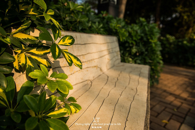 这里铁树开花是家常便饭，还有穿白色V领服的贪吃黑熊