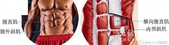 马甲线怎样快速形成马甲线,马甲线和马甲线有什么区别