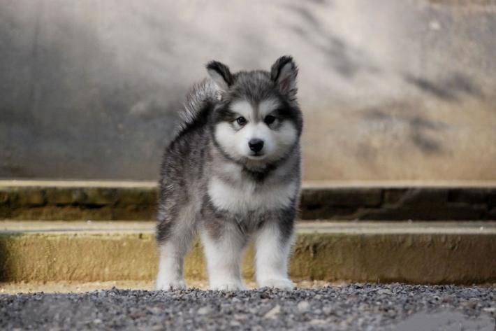 阿拉斯加雪橇犬的品种标准,阿拉斯加犬雪橇犬的品种简介