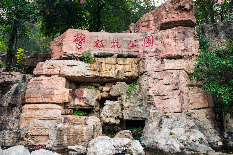 这里铁树开花是家常便饭，还有穿白色V领服的贪吃黑熊