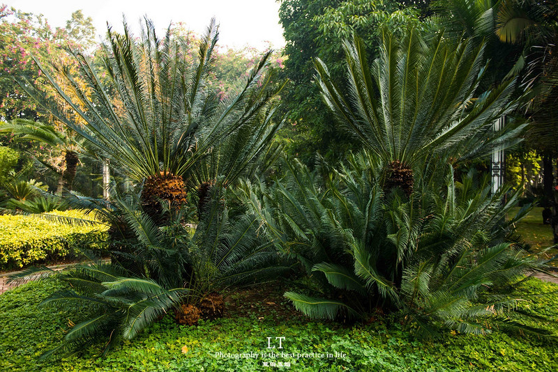 这里铁树开花是家常便饭，还有穿白色V领服的贪吃黑熊