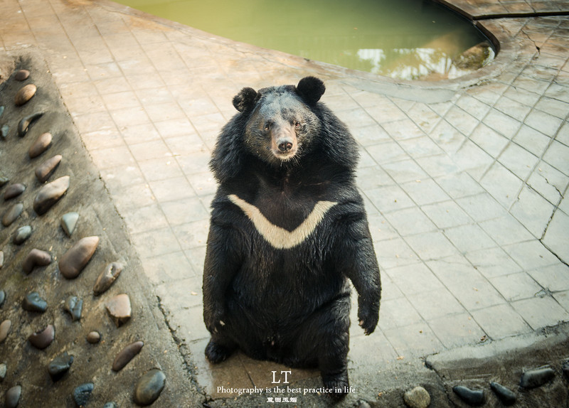 这里铁树开花是家常便饭，还有穿白色V领服的贪吃黑熊