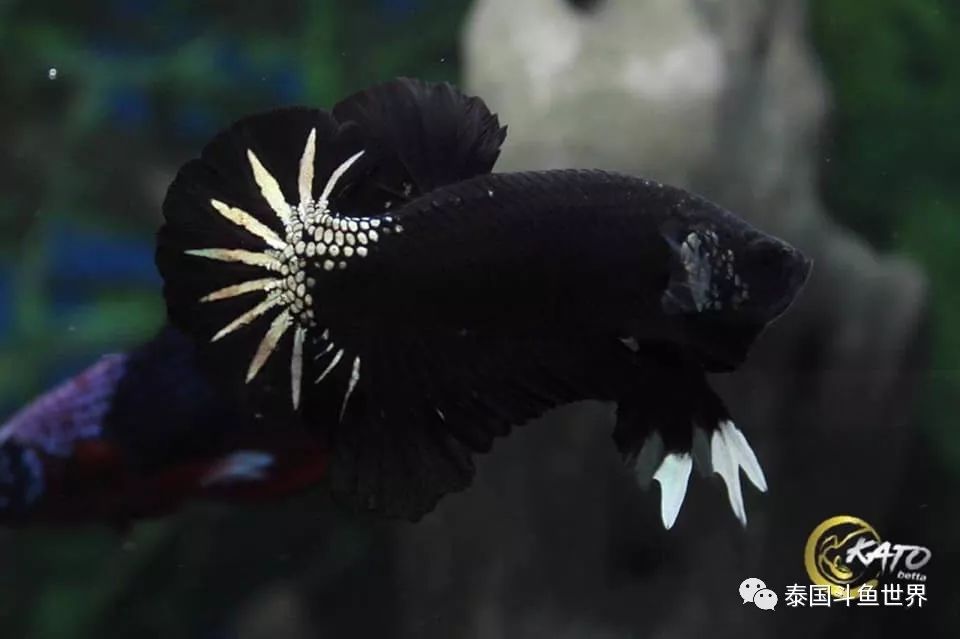 泰国斗鱼拍卖最新视频,泰国斗鱼拍卖直播现场