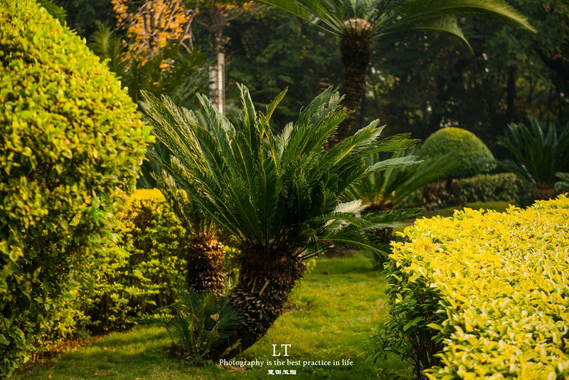 这里铁树开花是家常便饭，还有穿白色V领服的贪吃黑熊