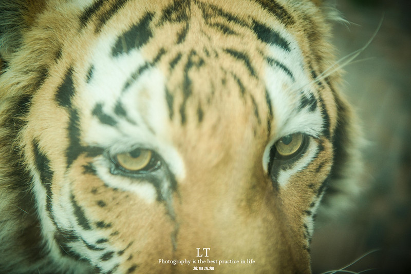 这里铁树开花是家常便饭，还有穿白色V领服的贪吃黑熊