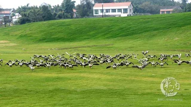 川南大草原有什么玩的,川南大草原什么时候好玩