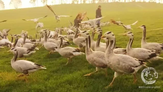 川南大草原有什么玩的,川南大草原什么时候好玩