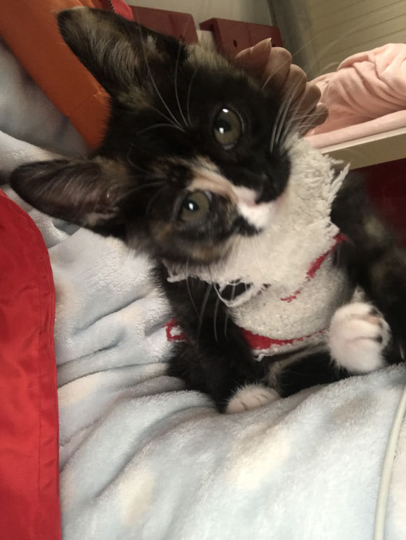 去花鸟市场买1厘米宠物,去宠物市场买了一只50元的小猫