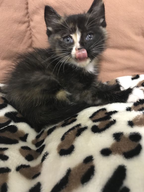 去花鸟市场买1厘米宠物,去宠物市场买了一只50元的小猫