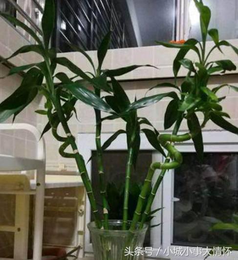 转运富贵竹放家里什么位置最好,财神位桌子上能摆放一枝富贵竹吗