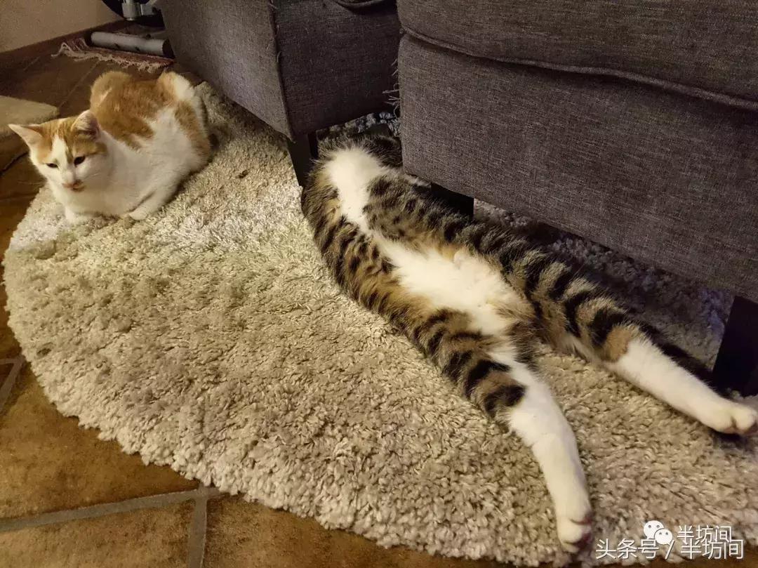 猫到底是固体还是液体,猫是固体还是液体有科学依据吗