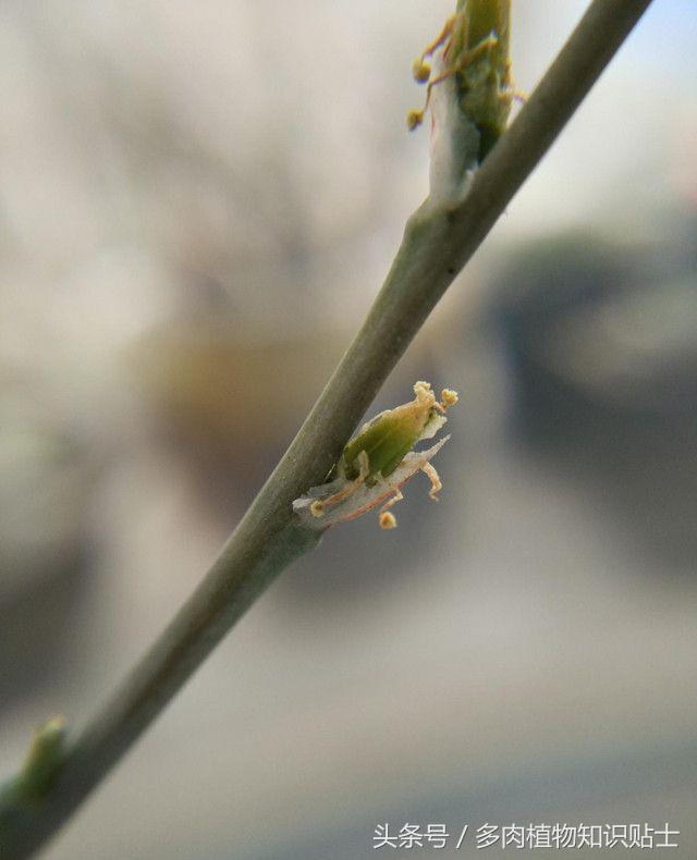 多肉植物卧牛怎样人工授粉,多肉植物授粉成功后注意事项