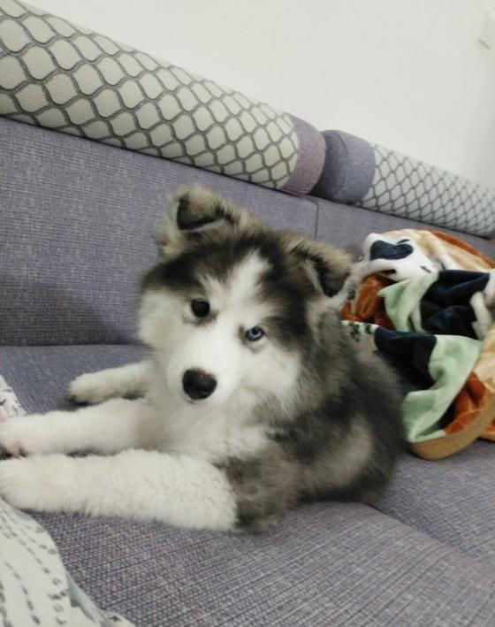 想着弄个三把火的二哈，回家却越看越奇怪，这是闪*狗电**？