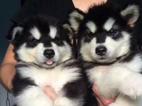 怎么挑选阿拉斯加幼崽,阿拉斯加犬灰桃幼犬如何挑选