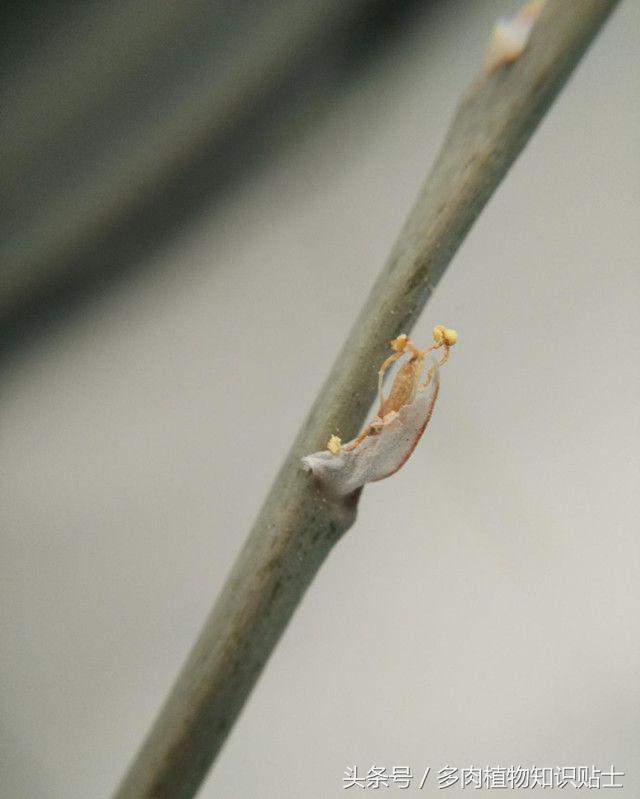 多肉植物卧牛怎样人工授粉,多肉植物授粉成功后注意事项