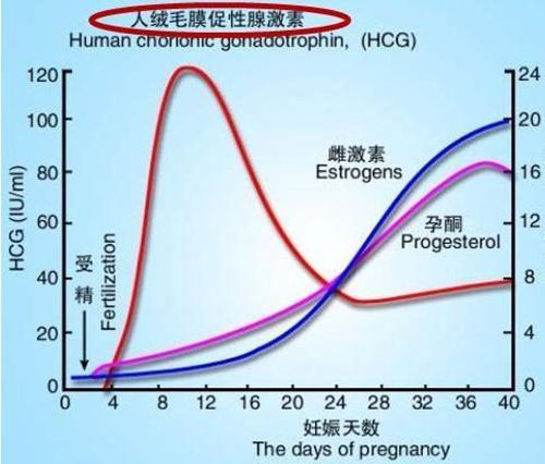 怀孕早期安胎食谱推荐,孕早期安胎食谱菜谱