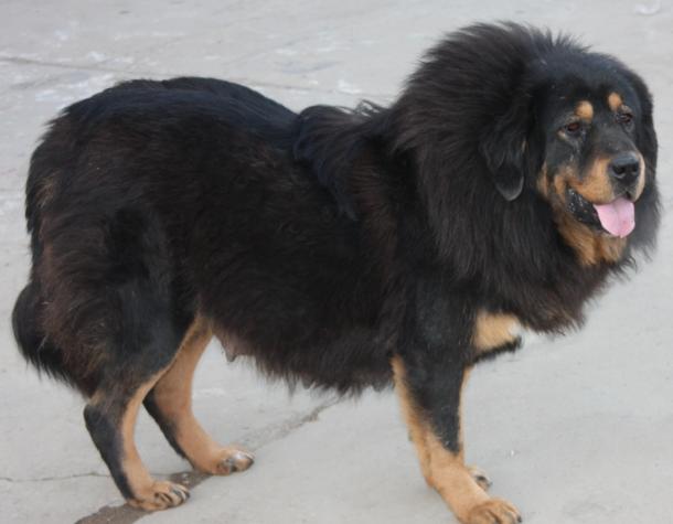 犬种百科之博美犬,犬种百科之阿拉斯加犬