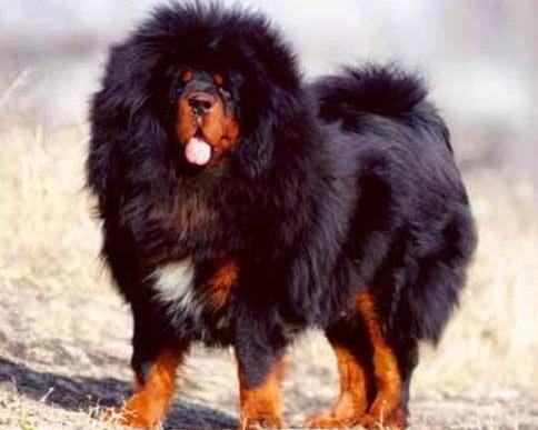 犬种百科之博美犬,犬种百科之阿拉斯加犬