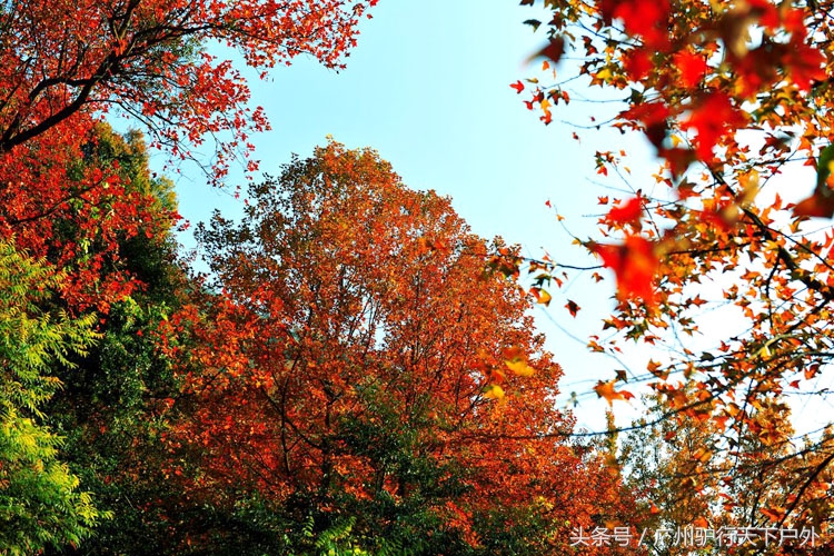 从化石门公园赏红叶旅游团,从化石门森林公园赏梅花路线