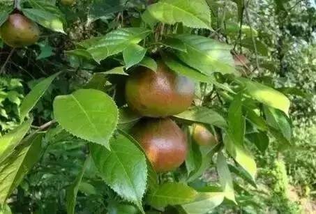 特点农业致富项目加盟,农业种植致富项目大全